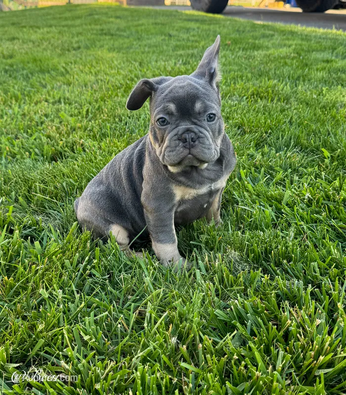 Bear – French Bulldog puppy for sale in Dover, PA