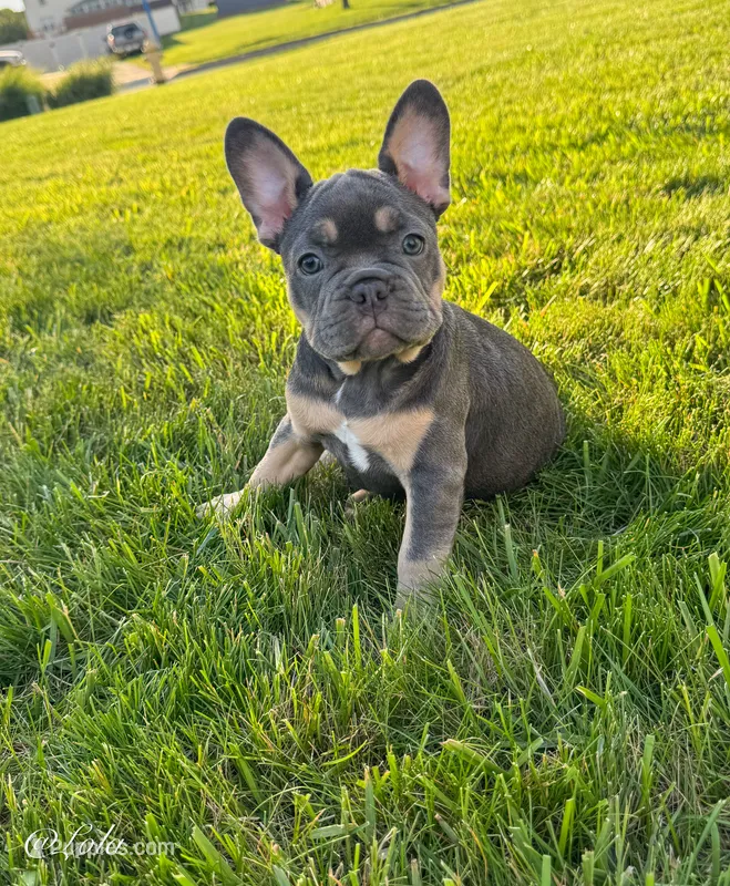 Lola – French Bulldog puppy for sale in Dover, PA