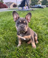 Lola, a female French Bulldog for sale in Dover, PA – 4 of 6