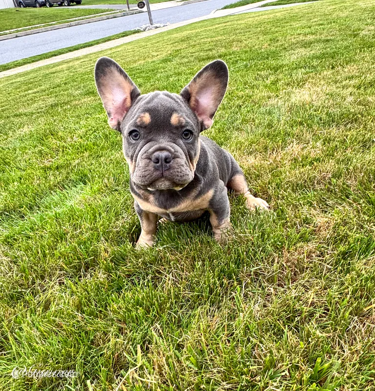 Gunner – French Bulldog puppy for sale in Dover, PA