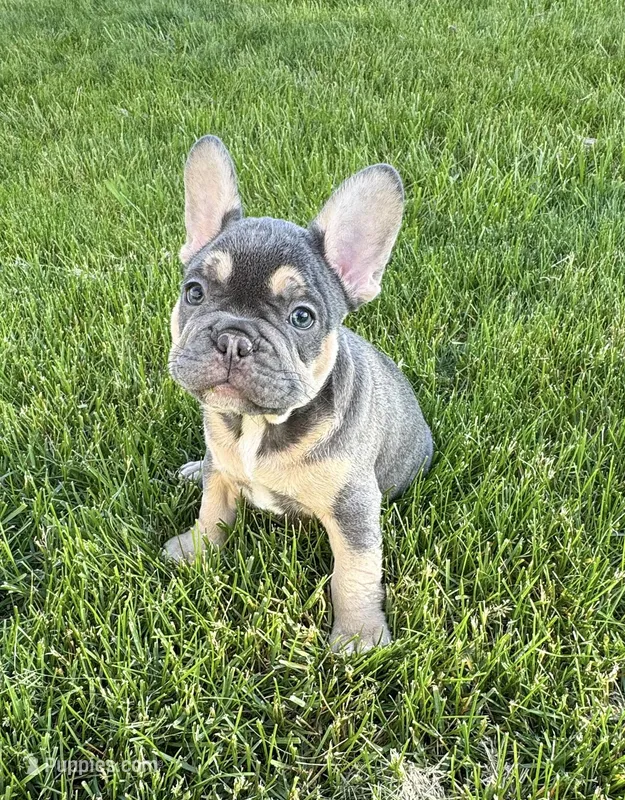 Moose – French Bulldog puppy for sale in Dover, PA