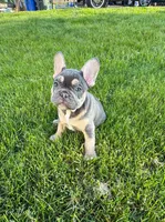 Moose, a male French Bulldog for sale in Dover, PA – 2 of 3