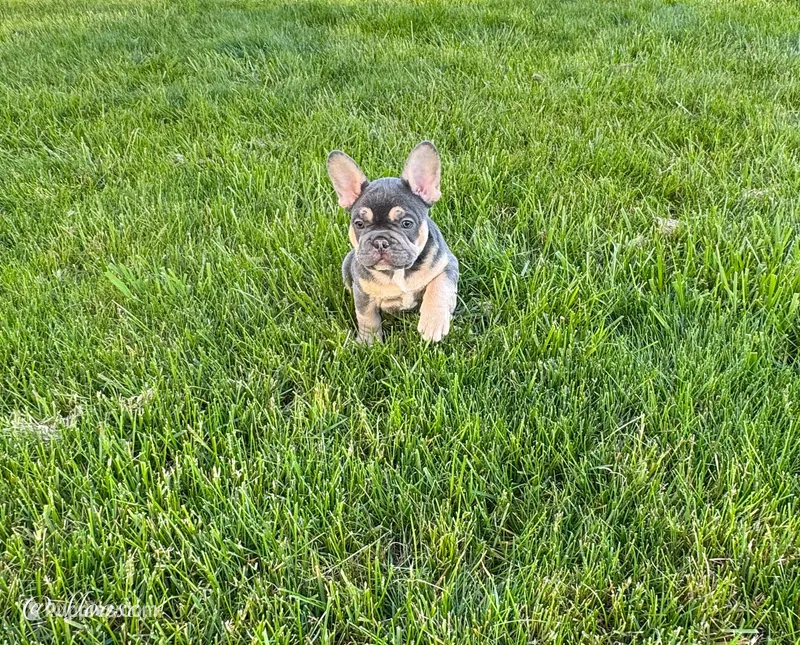 Moose – French Bulldog puppy for sale in Dover, PA