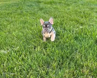 Moose, a male French Bulldog for sale in Dover, PA – 1 of 3