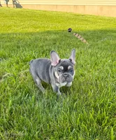 Moose, a male French Bulldog for sale in Dover, PA – 3 of 3