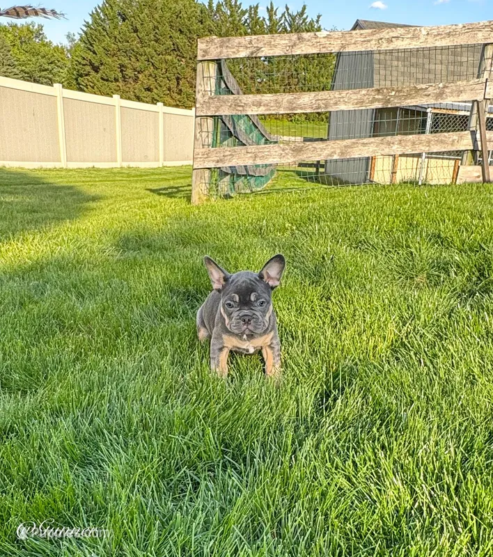 Gunner – French Bulldog puppy for sale in Dover, PA