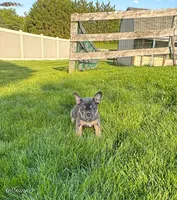 Gunner, a male French Bulldog for sale in Dover, PA – 1 of 2