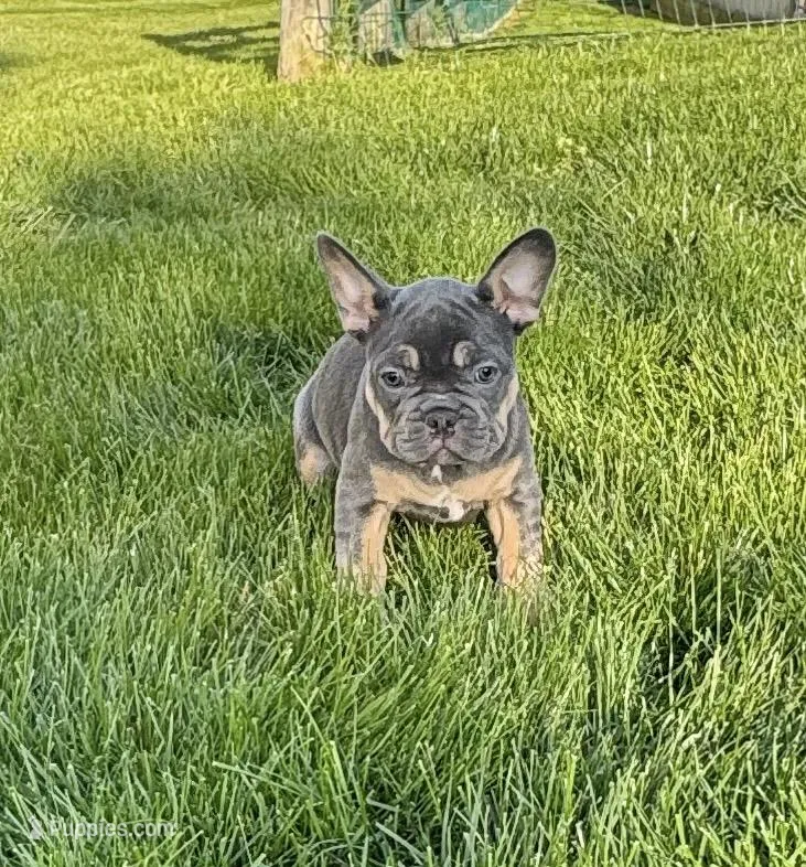 Gunner – French Bulldog puppy for sale in Dover, PA