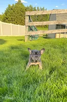 Gunner, a male French Bulldog for sale in Dover, PA – 2 of 2