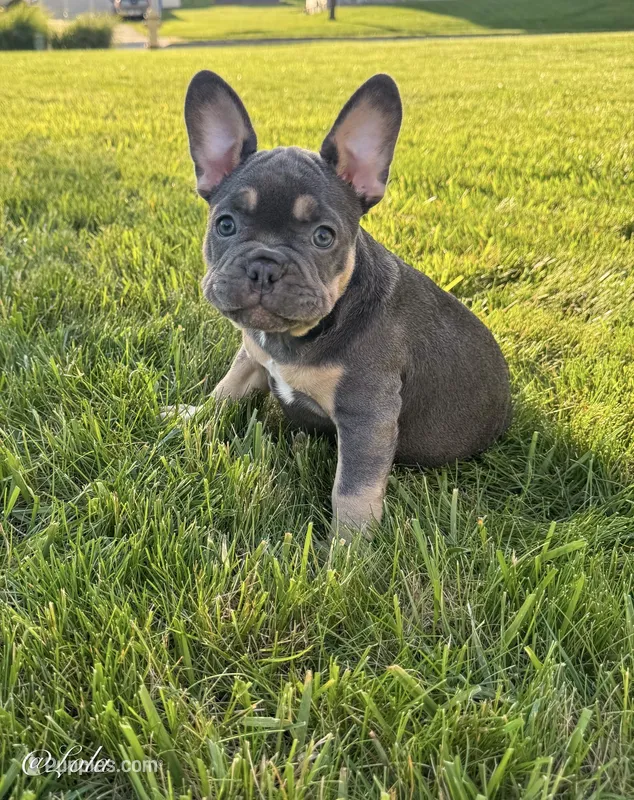 Lola – French Bulldog puppy for sale in Dover, PA