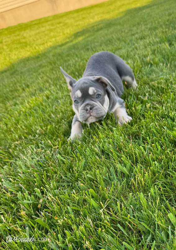 Cash – French Bulldog puppy for sale in Dover, PA