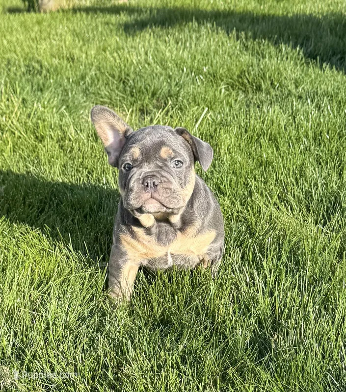 Knuckles  – French Bulldog puppy for sale in Dover, PA