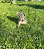 Knuckles , a male French Bulldog for sale in Dover, PA – 1 of 3