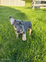 Knuckles , a male French Bulldog for sale in Dover, PA – 3 of 3