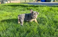 Knuckles , a male French Bulldog for sale in Dover, PA – 2 of 3