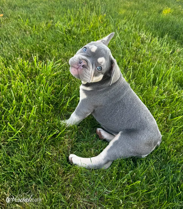 Cash – French Bulldog puppy for sale in Dover, PA