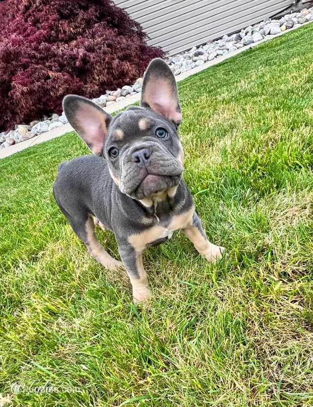 Lola – French Bulldog puppy for sale in Dover, PA
