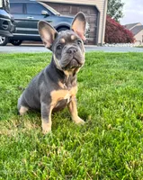 Lola, a female French Bulldog for sale in Dover, PA – 2 of 6