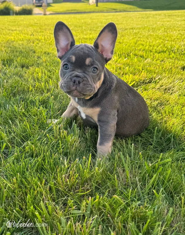 Lola – French Bulldog puppy for sale in Dover, PA