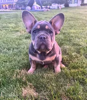 Gunner, a male French Bulldog for sale in Dover, PA – 3 of 5