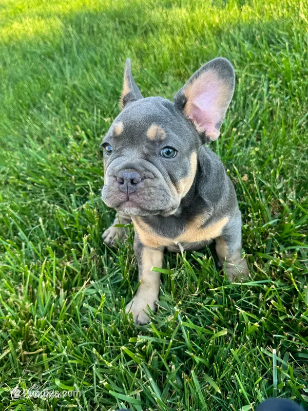 Gunner – French Bulldog puppy for sale in Dover, PA