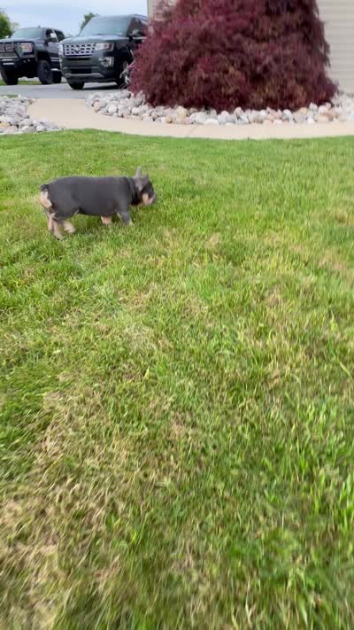Knuckles , a male French Bulldog for sale in Dover, PA – 5 of 5