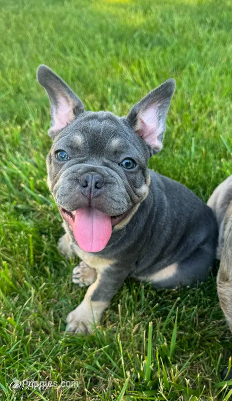 Bear – French Bulldog puppy for sale in Dover, PA