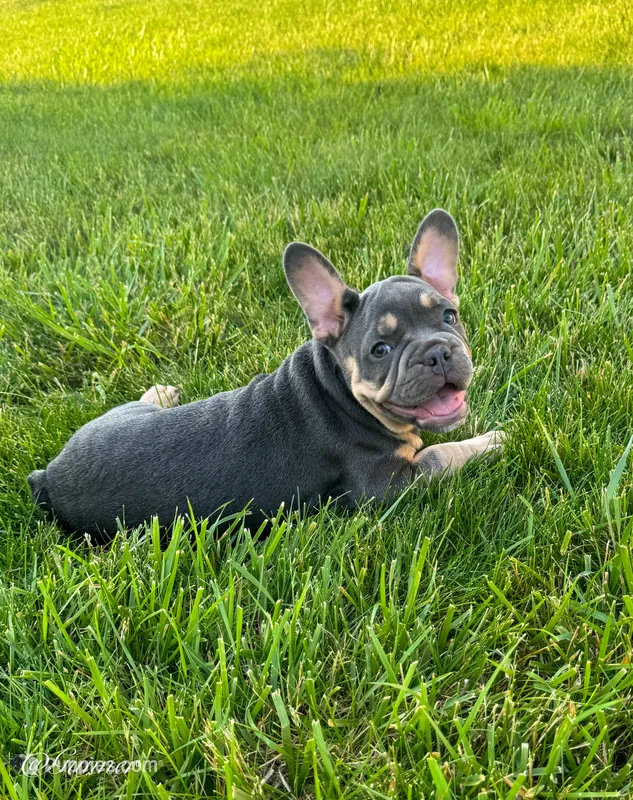 Gunner – French Bulldog puppy for sale in Dover, PA