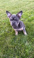 Bear, a male French Bulldog for sale in Dover, PA – 3 of 5