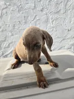 Lottie, a female Doberman Pinscher for sale in Miami, FL – 2 of 2