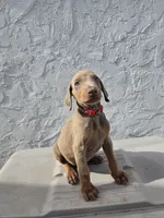 Bear, a male Doberman Pinscher for sale in Miami, FL – 2 of 2