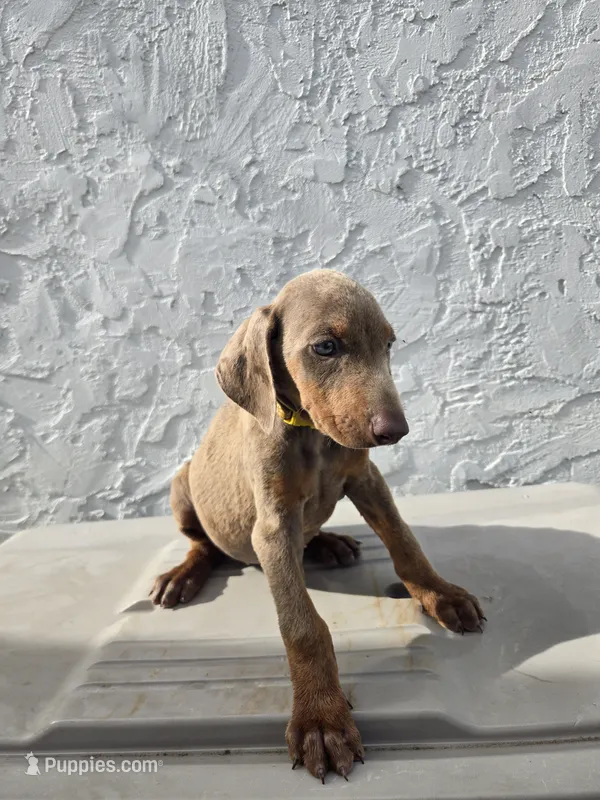 Lottie – Doberman Pinscher puppy for sale in Miami, FL