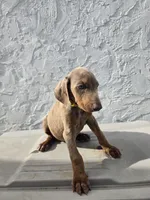 Lottie, a female Doberman Pinscher for sale in Miami, FL – 1 of 2