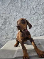 Chloe, a female Doberman Pinscher for sale in Miami, FL – 2 of 3
