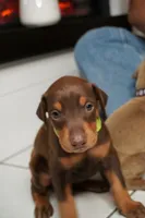 Trixy, a female Doberman Pinscher for sale in Miami, FL – 2 of 2