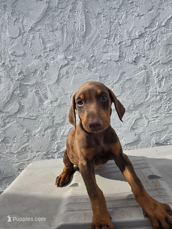 Trixy – Doberman Pinscher puppy for sale in Miami, FL