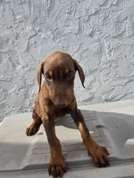 Chloe, a female Doberman Pinscher for sale in Miami, FL – 3 of 3