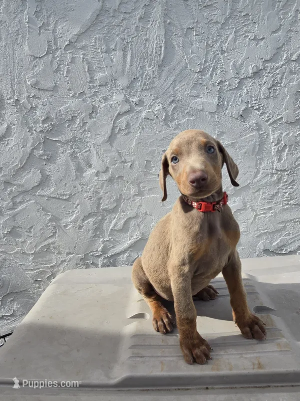 Bear – Doberman Pinscher puppy for sale in Miami, FL