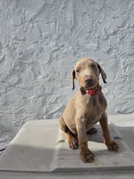 Bear, a male Doberman Pinscher for sale in Miami, FL – 1 of 2