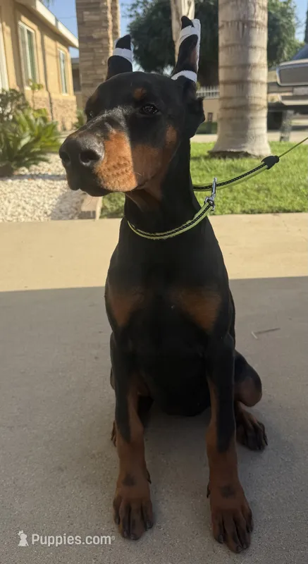 Kira – Doberman Pinscher puppy for sale in Tulare, CA