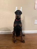 Kira, a female Doberman Pinscher for sale in Tulare, CA – 2 of 3