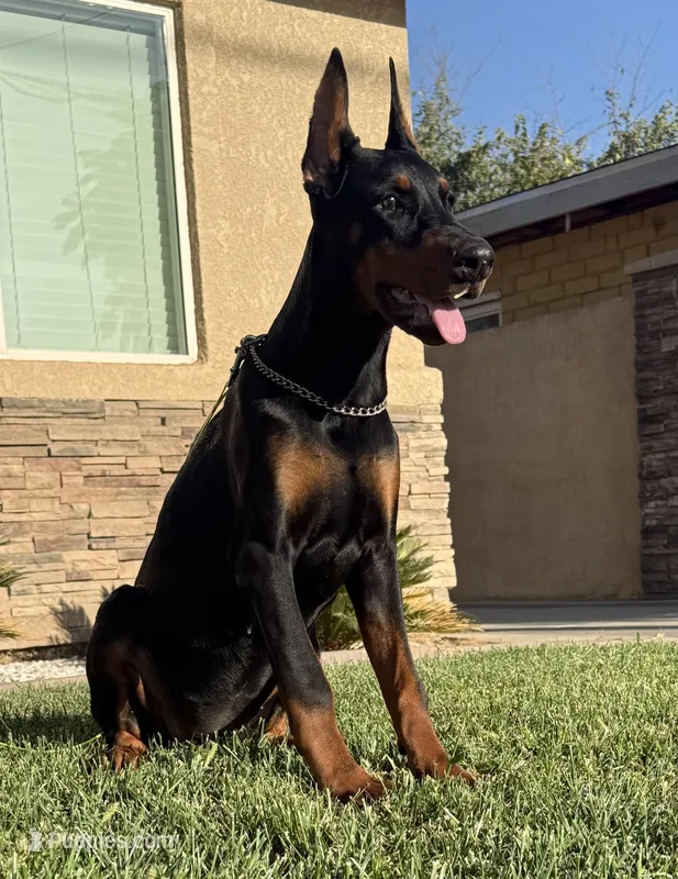 Kira – Doberman Pinscher puppy for sale in Tulare, CA