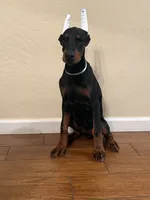 Kira, a female Doberman Pinscher for sale in Tulare, CA – 3 of 3