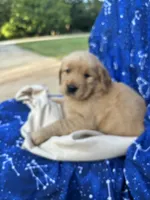 Bella's girl 3, a female Golden Retriever for sale in Pickens, SC – 3 of 7
