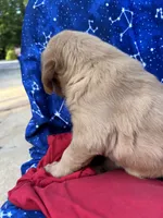 Bella's girl 1, a female Golden Retriever for sale in Pickens, SC – 5 of 10