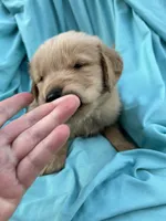 Bella's boy 3, a male Golden Retriever for sale in Pickens, SC – 5 of 6
