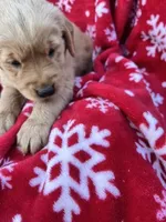 Bella's girl 2, a female Golden Retriever for sale in Pickens, SC – 4 of 7