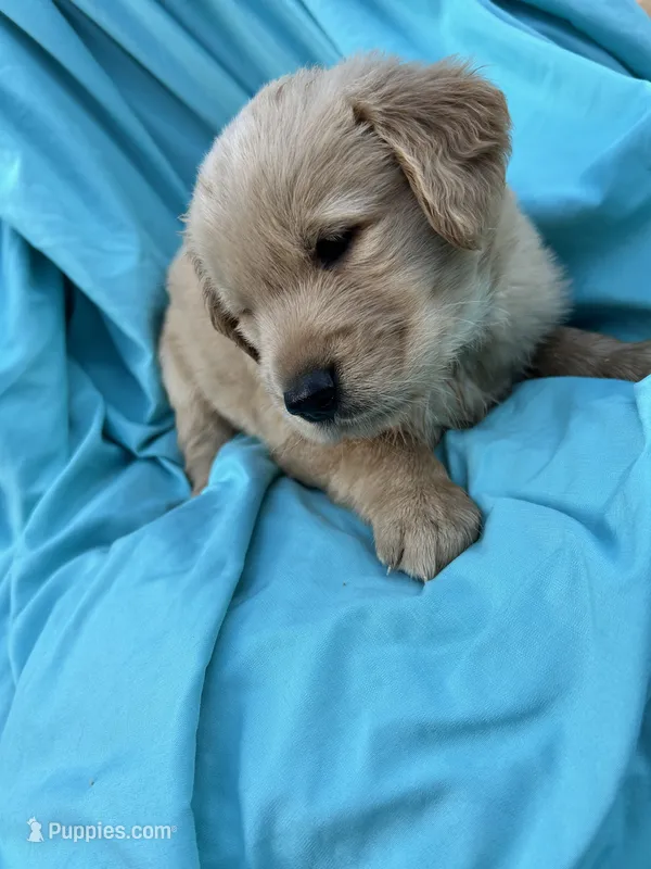 Bella's boy 3 – Golden Retriever puppy for sale in Pickens, SC