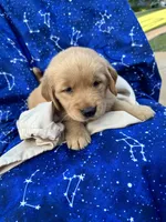 Bella's girl 3, a female Golden Retriever for sale in Pickens, SC – 4 of 7