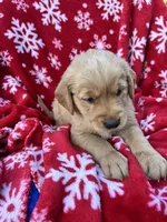 Bella's girl 2, a female Golden Retriever for sale in Pickens, SC – 2 of 7